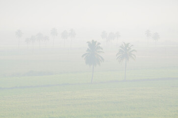 Early morning Foggy Misty landscape, Karnataka, India.