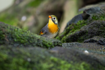 Red-billed Leiothrix - Leiothrix lutea, beautiful colored perching bird from hill forests and jungles of Central Asia, India.