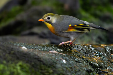 Red-billed Leiothrix - Leiothrix lutea, beautiful colored perching bird from hill forests and jungles of Central Asia, India.