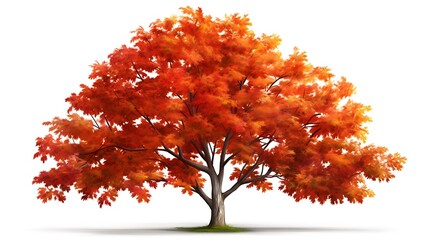 A lush maple tree with vibrant leaves against a solid white background