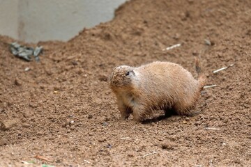 顔中泥だらけのプレーリードッグ