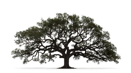 A majestic oak tree silhouette against a solid white background