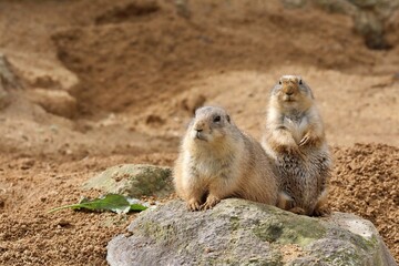 並んだ二匹のプレーリードッグたち