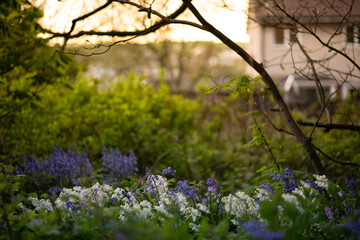 Spring Walk with Lupine Flowers, Nature Scene, Vibrant Wildflowers, Blooming Lupines, Lush Greenery, Fresh Springtime, Serene Landscape, Colorful Meadow, Outdoor Adventure, Natural Beauty