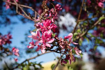 Vibrant Malus Apple Blossoms, Bright Pink Flowers, Springtime Bloom, Close-Up Nature Photography, Colorful Floral Image, Lush Petals, Fresh Garden Scene, Botanical Beauty, Orchard in Bloom