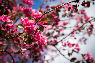 Vibrant Malus Apple Blossoms, Bright Pink Flowers, Springtime Bloom, Close-Up Nature Photography, Colorful Floral Image, Lush Petals, Fresh Garden Scene, Botanical Beauty, Orchard in Bloom
