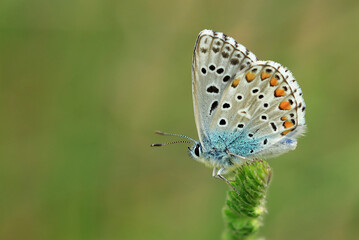 Butterfly from Lycaenidae family on green plant