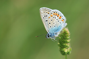 Butterfly from Lycaenidae family on green plant