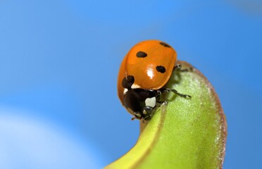 A ladybug, Coccinella septempunctata perches on a green leaf. outdoor photo isolated on blue...