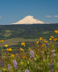 Mt. Adams, Washington over Columbia River Gorge foothills and wildflowers from McCall Point, Oregon 