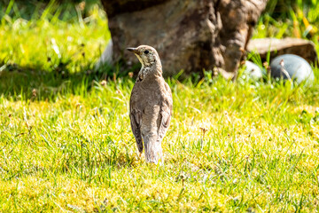 Song Thrush, turdus philomelos, visiting a garden in Ireland