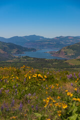 River landscape with yellow flowers in the Columbia River Gorge, Oregon