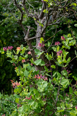 Climbing scented honeysuckle covers a dead plum tree in bee-friendly pink and yellow flowers, photographed in a messy suburban garden in Pinner, Middlesex, UK.