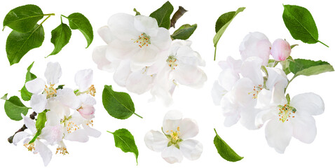 Set of apple tree flowers branch with leaves and inflorescences, isolated on white background with...