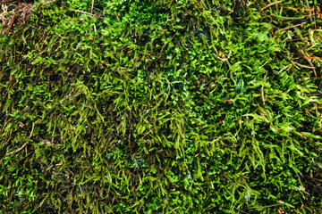 Green moss texture. Moss grows on the bark of tree in natural park. Tree is covered with moss due...