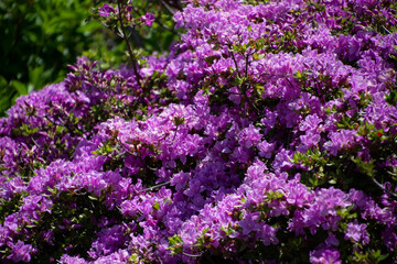 ミヤマキリシマ