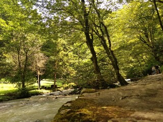 Boxwood grove over a mountain river. Ecologically clean places at the foot of the mountain