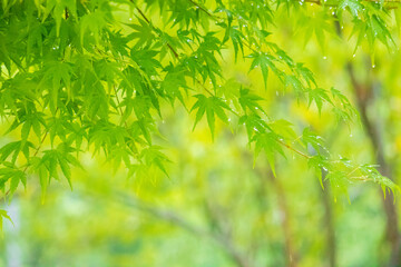 Fresh Green Japanese Maple tree in the rain.
