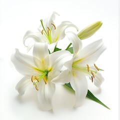 a photo of Easter Lily, isolated on white background.
