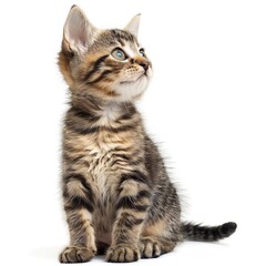 a photo of Kitten, isolated on white background.