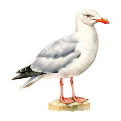 Obraz premium Seagull, Bird Illustration. Watercolor Style. AI Generated