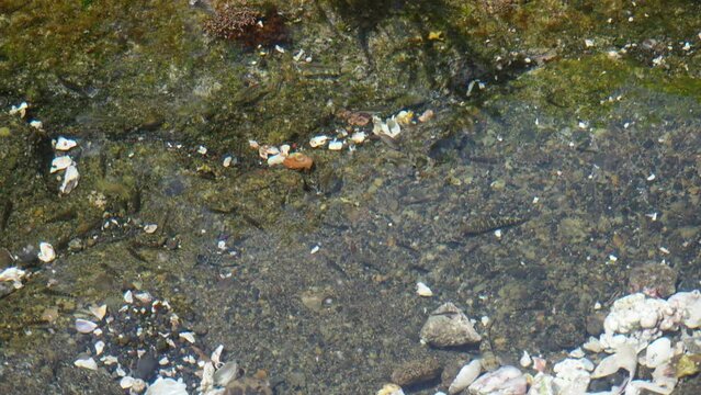 潮だまりに取り残された小魚