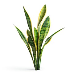 a photo of Snake plant, isolated on white background.