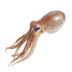 Obraz premium a photo of Squid, isolated on white background.