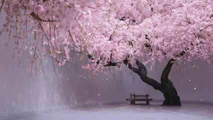 cherry blossom with light color background naturally.