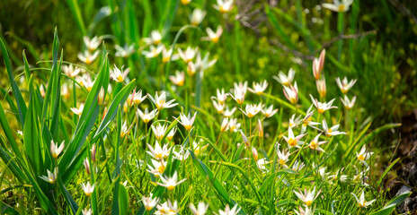 Spring flowers under the rays of sunlight. Snowdrops close-up. Beautiful landscape of nature. Hi...
