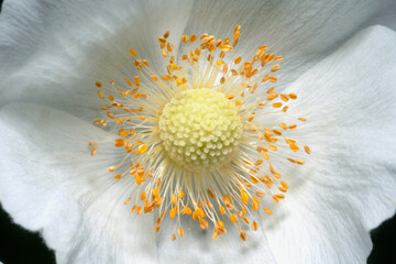 Anemone sylvestris), known as snowdrop anemone or snowdrop windflower.Close-up.