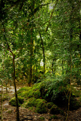 Boxwood grove. A rare tree in Abkhazia. Mosses and stones