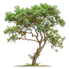 Fototapeta premium Photo of Acacia, Isolate on white background