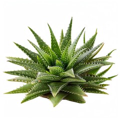 Fototapeta premium Photo of Aloe Vera, Isolate on white background