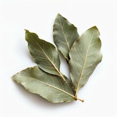Photo of Bay Leaves, Isolate on white background