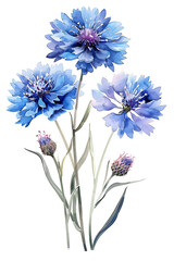 Fototapeta premium Beautiful Purple Cornflowers Watercolor Illustration on White Background