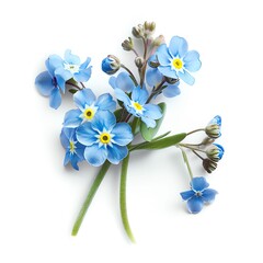 Photo of Forget-me-not, Isolate on white background