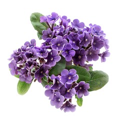 Photo of Heliotrope, Isolate on white background