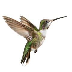 Obraz premium Photo of Hummingbird, Isolate on white background