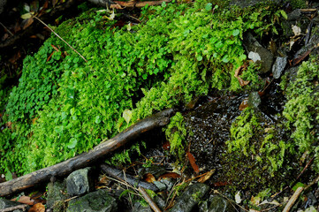 Fern and moss growing on a rock. Ecologically clean natural places.