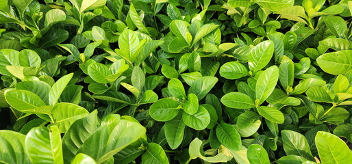 Cape Jasmine is a small shrub with dark green leaves and fragrant white flowers. Gardenia jasmine...