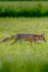 A red fox walking through a lush green field on a sunny day.