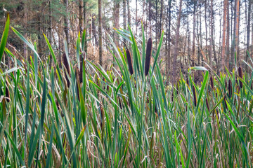 Typha latifolia, called Bullrush, growing in Ireland