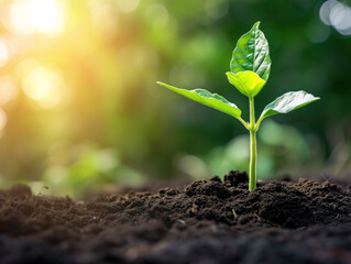 Fototapeta premium A banner depicts a thriving young plant in fertile soil, symbolizing fresh growth and the concept of beginning again.