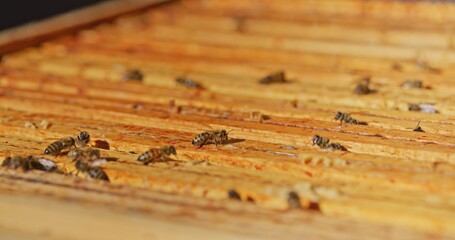 Macro Shot of Bees Producing Honey