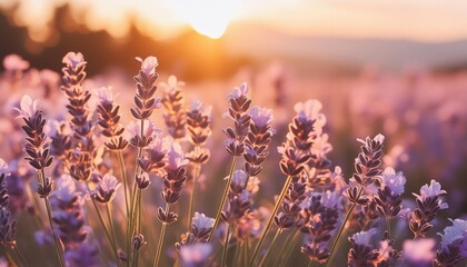 meadow of lavender on sunset