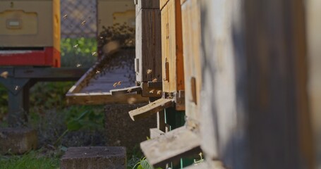 Obraz na płótnie Canvas Macro Shot of Bees Producing Honey