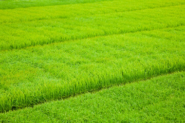 綺麗に並べられた田植え前の稲の苗