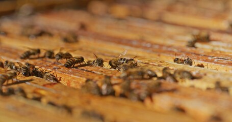 Macro Shot of Bees Producing Honey