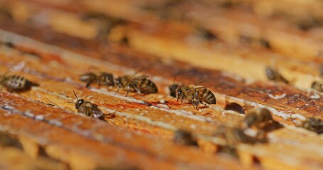 Macro Shot of Bees Producing Honey